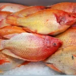 Cara Budidaya Ikan Nila di Kolam Terpal